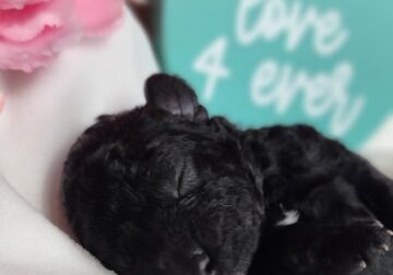 Black with Tan and White CKC Toy Poodle