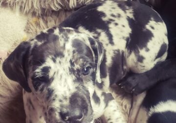 Great dane pups in western ny