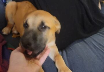 4 month old black mouth cur puppy