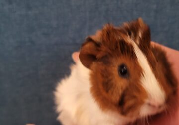 Baby guinea pigs cute and fluffy teddy and abyssin
