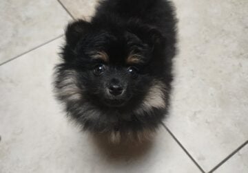 15 week old Puppy