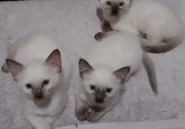 Chocolate Seameses Kittens for sale!