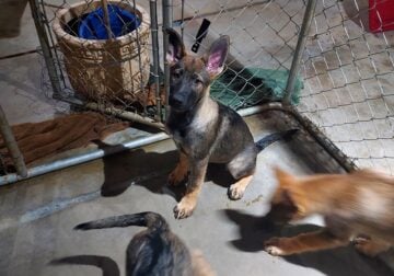 German shepherd puppies for Adoption