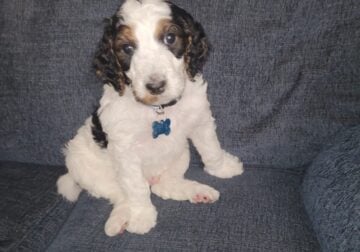 7 litter standard poodle puppies for sale