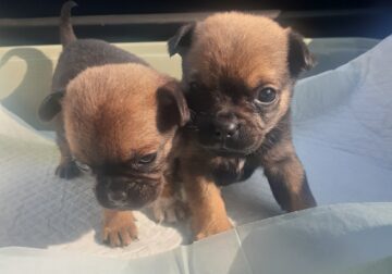 Tiny chug puppies