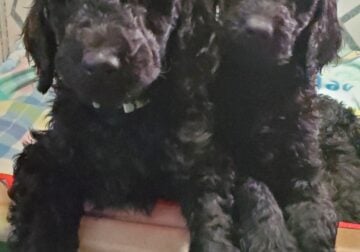 F1b black Goldendoodle puppies