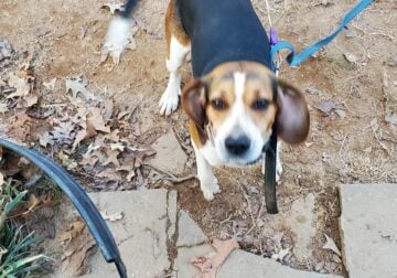 Beagle mix 3 year male