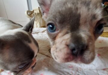 AKC French Bulldogs one Lilac Merle, one Blue