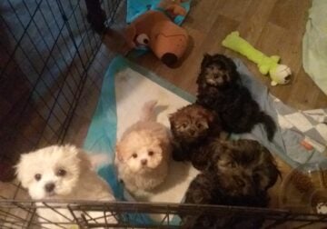 Shihpoos for Sale