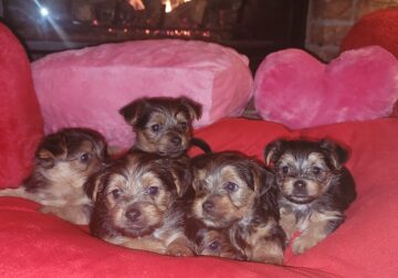 New Years Day PUPPIES!!!