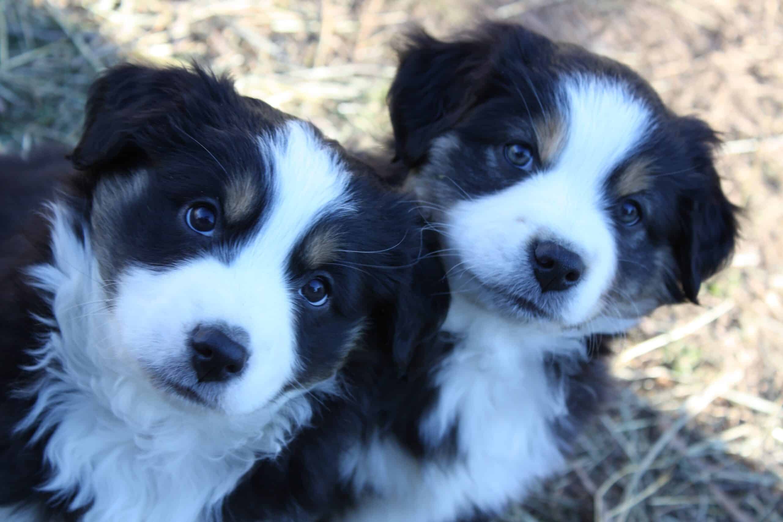 Australian Shepherd puppies | PetClassifieds.com