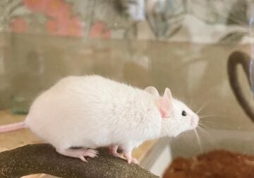 4 month old mice for rehoming
