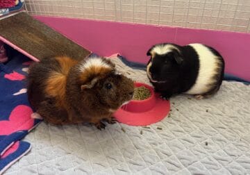 2 Male Guinea Pigs for Rehome