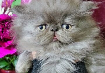 CFA Persian Kitten Available Blue Male