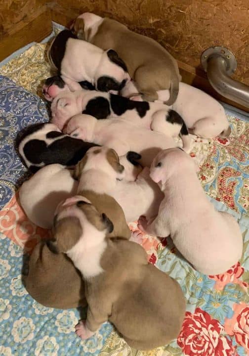 NKC American Bulldog Pups – Delivery Available