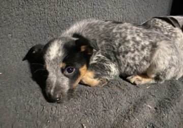 blue heeler puppys males and female
