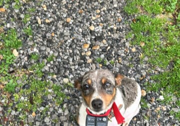 Female Jack Russell Terrier – 8 months old