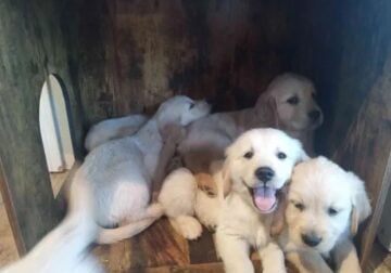 Golden Retrievers Looking for Loving Homes