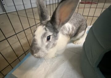 Rabbit looking for a forever home