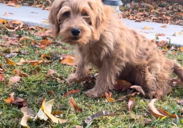 6 month old f1 mini golden doodle male