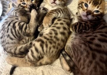 ❤️ Bengal kittens