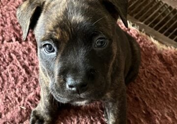 Cane Corso/Staffordshire Bull Terrier Puppies