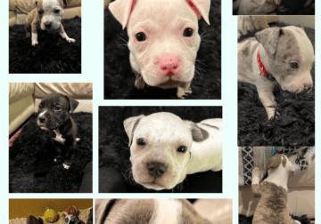 American Bully Pups 9-available 1/25