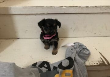 Teacup Shorkie Monticello Ark sold