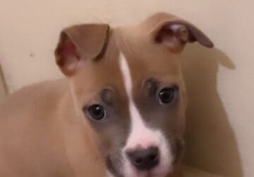 FEMALE PITBULL PUPPY AVAILABLE