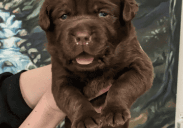 AKC Silver and Chocolate Lab Puppies for sale