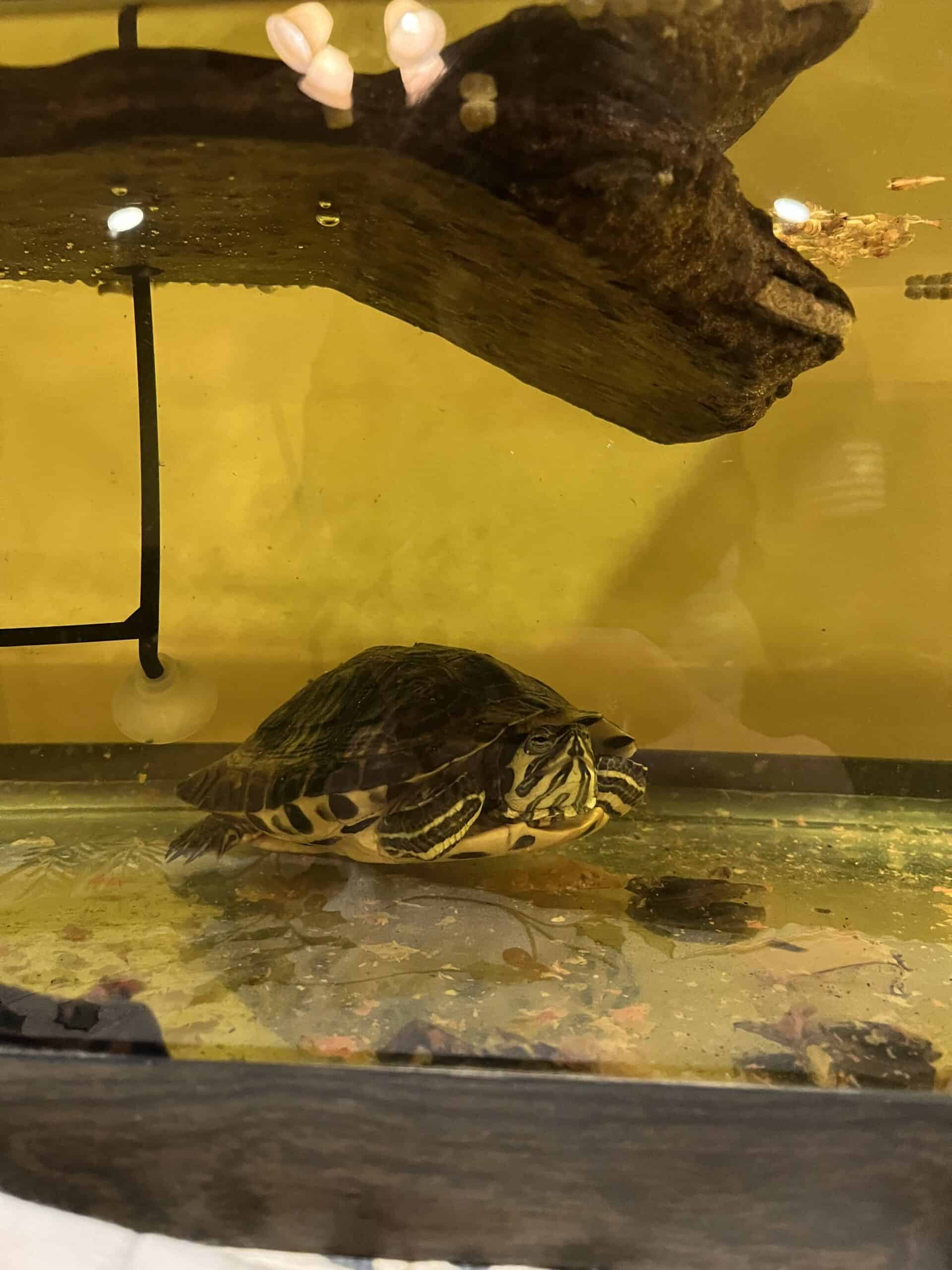 Yellow bellied slider | PetClassifieds.com