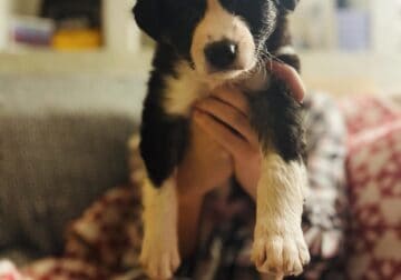 ABCA Registered Border Collie in St.James, MO
