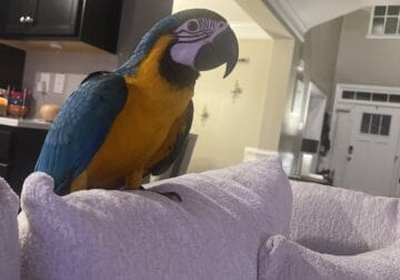 9 Month Macaw