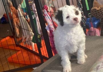 Maltipoo puppies needing forever home!