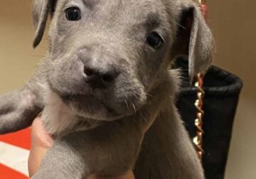 Cane Corso/ German Shepard Puppies in Maryland