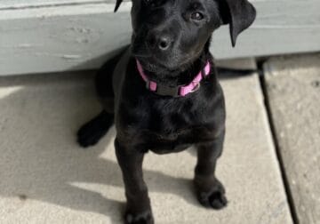 Black Lab/Border Collie Puppy