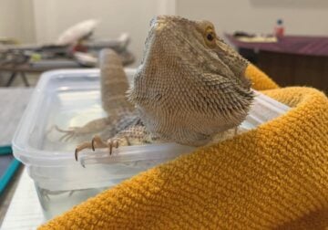 Lucky the Bearded Dragon + Planted Cage