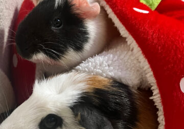 Two female baby guinea pigs