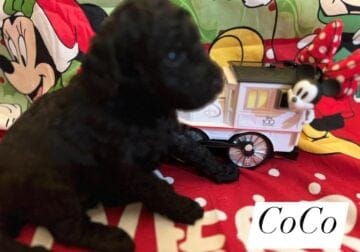 CoCo- F1B- Small Goldendoodle Puppy