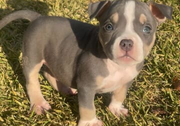 American bully’s tris solid blood