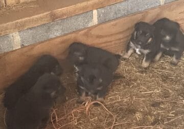 German Shepherd/Belgian Malinois puppies for sale