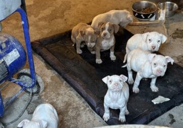 Pit bull puppies for sell