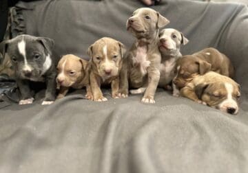 2 Month Old XL Bullies