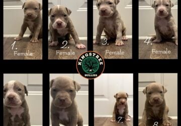 ABKC Registered Exotic XL Bully Puppies