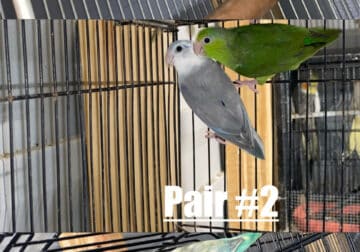 Parrotlet pairs