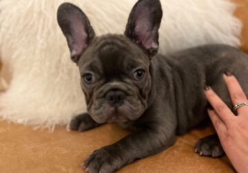 Adorable French Bulldog Blue Solid Fluffy Carrie