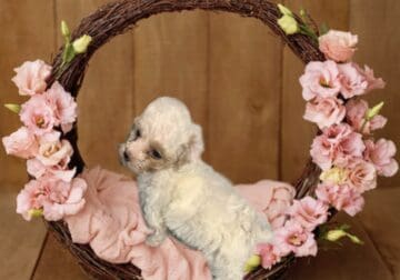 Female toy poodle