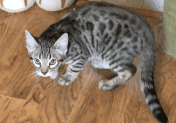 Bengal kittens & cats for adoption, moving, KY