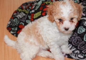 Yorkipoo Puppies for Sell