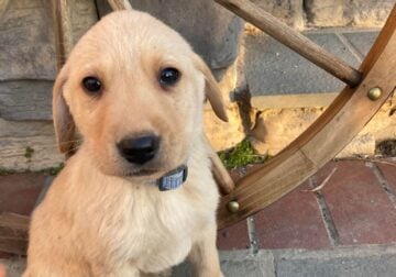 Benny – Yellow Labrador Puppy!!! $580